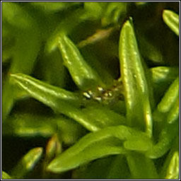 Pseudocrossidium revolutum, Revolute Beard-moss