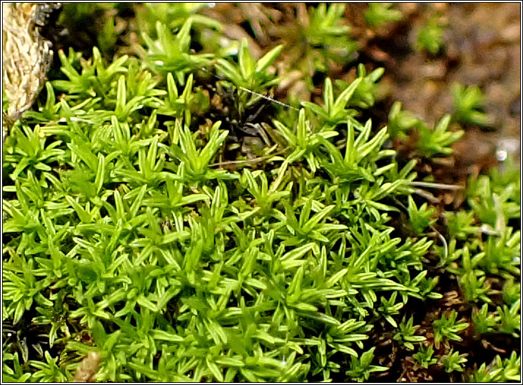 Pseudocrossidium revolutum, Revolute Beard-moss