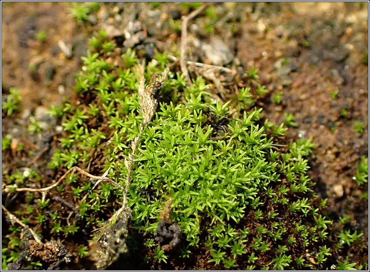 Pseudocrossidium revolutum, Revolute Beard-moss