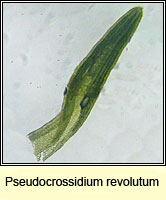 Pseudocrossidium revolutum, Revolute Beard-moss