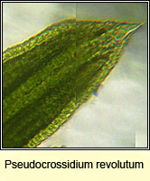 Pseudocrossidium revolutum, Revolute Beard-moss