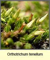 Orthotrichum tenellum, Slender Bristle-moss