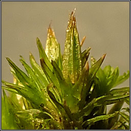 Orthotrichum tenellum, Slender Bristle-moss