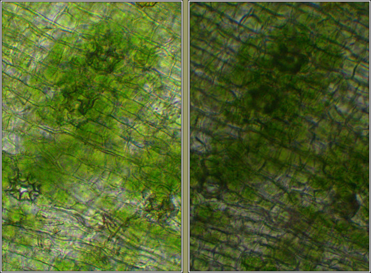 Orthotrichum tenellum, Slender Bristle-moss