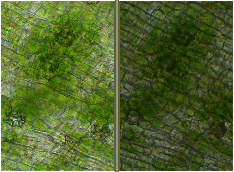 Orthotrichum tenellum, Slender Bristle-moss