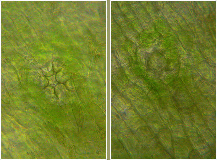 Orthotrichum tenellum, Slender Bristle-moss