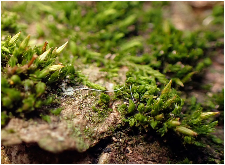 Orthotrichum tenellum, Slender Bristle-moss