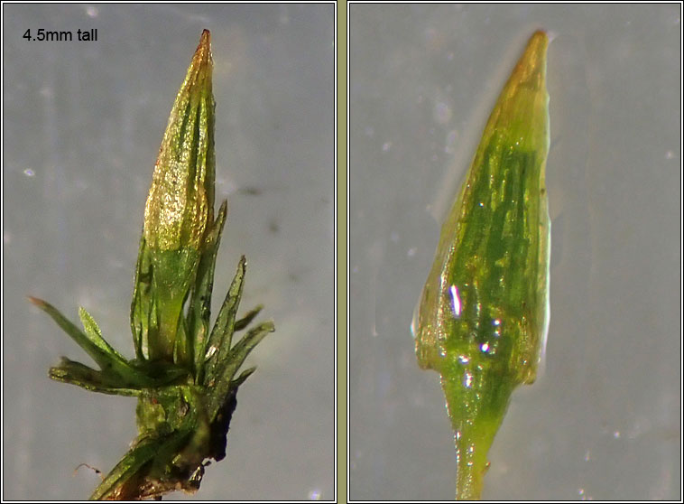 Orthotrichum tenellum, Slender Bristle-moss