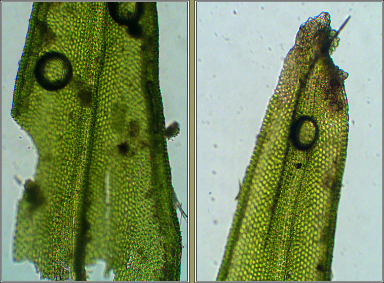 Orthotrichum tenellum, Slender Bristle-moss