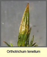 Orthotrichum tenellum, Slender Bristle-moss