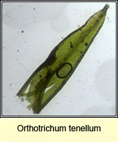 Orthotrichum tenellum, Slender Bristle-moss