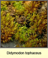 Didymodon tophaceus, Olive Beard-moss