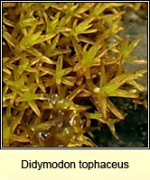 Didymodon tophaceus, Olive Beard-moss