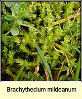 Brachythecium mildeanum, Sand Feather-moss