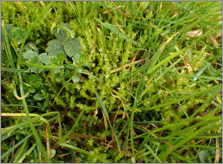 Brachythecium mildeanum, Sand Feather-moss