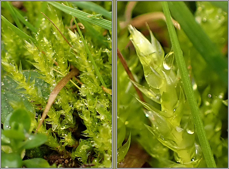 Brachythecium mildeanum, Sand Feather-moss