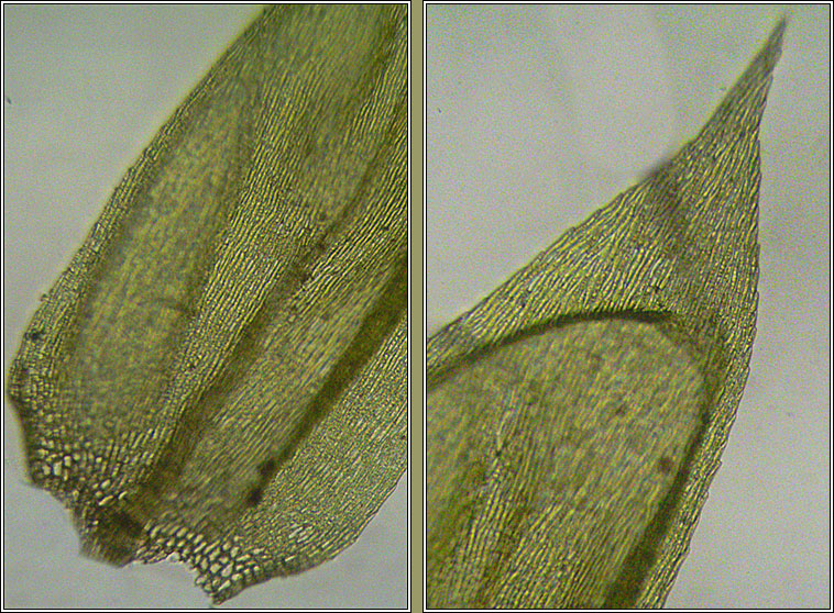 Brachythecium mildeanum, Sand Feather-moss