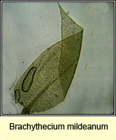 Brachythecium mildeanum, Sand Feather-moss