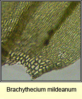 Brachythecium mildeanum, Sand Feather-moss