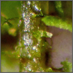 Cratoneuron filicinum, Fern-leaved Hook-moss