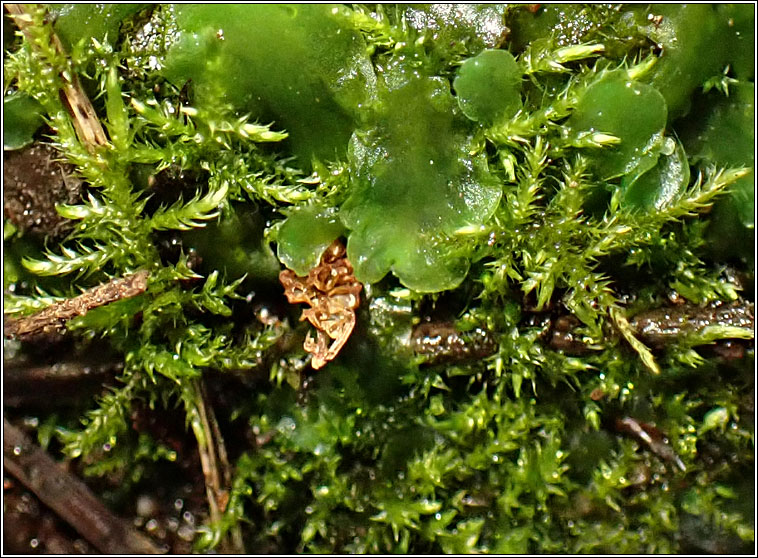 Cratoneuron filicinum, Fern-leaved Hook-moss