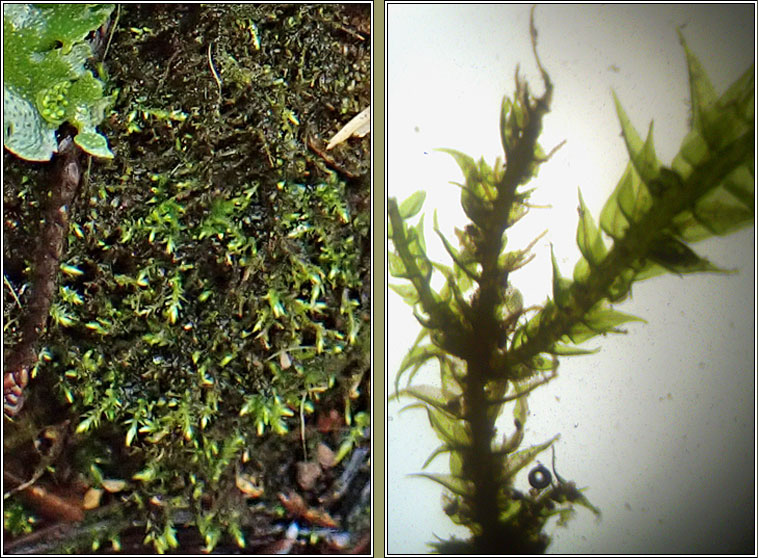 Cratoneuron filicinum, Fern-leaved Hook-moss