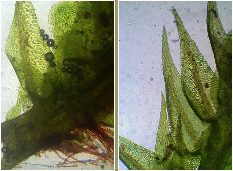 Cratoneuron filicinum, Fern-leaved Hook-moss