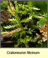 Cratoneuron filicinum, Fern-leaved Hook-moss