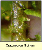 Cratoneuron filicinum, Fern-leaved Hook-moss
