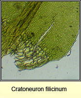 Cratoneuron filicinum, Fern-leaved Hook-moss