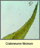 Cratoneuron filicinum, Fern-leaved Hook-moss