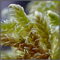 Hypnum cupressiforme, Cypress-leaved Plait-moss