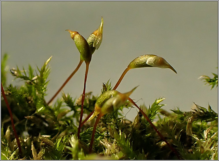 Hypnum cupressiforme, Cypress-leaved Plait-moss