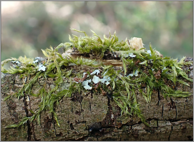 Hypnum cupressiforme, Cypress-leaved Plait-moss