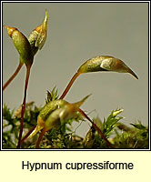 Hypnum cupressiforme