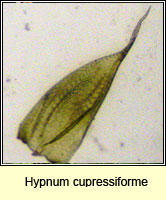 Hypnum cupressiforme