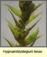 Hygroamblystegium tenax, Fountain Feather-moss