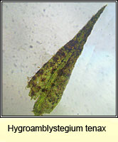 Hygroamblystegium tenax, Fountain Feather-moss