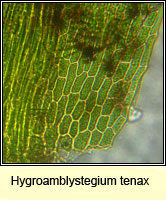 Hygroamblystegium tenax, Fountain Feather-moss