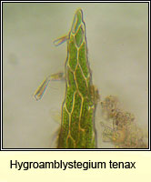 Hygroamblystegium tenax, Fountain Feather-moss