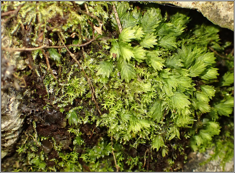 Didymodon vinealis, Soft-tufted Beard-moss