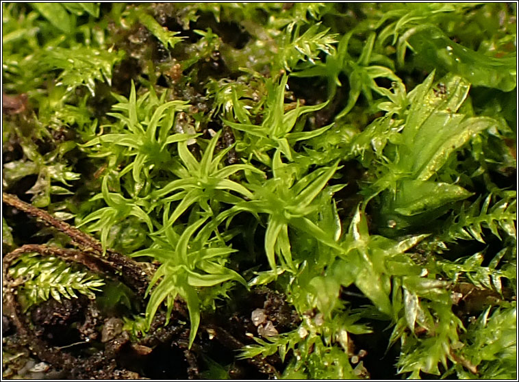 Didymodon vinealis, Soft-tufted Beard-moss