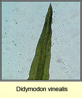 Didymodon vinealis, Soft-tufted Beard-moss