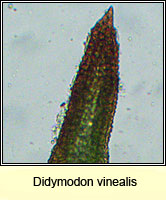 Didymodon vinealis, Soft-tufted Beard-moss