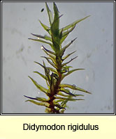 Didymodon rigidulus, Rigid Beard-moss