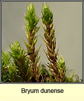 Bryum dunense