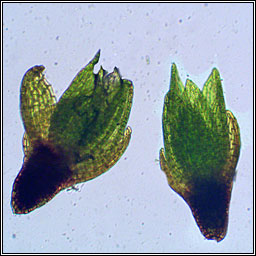 Bryum dunense