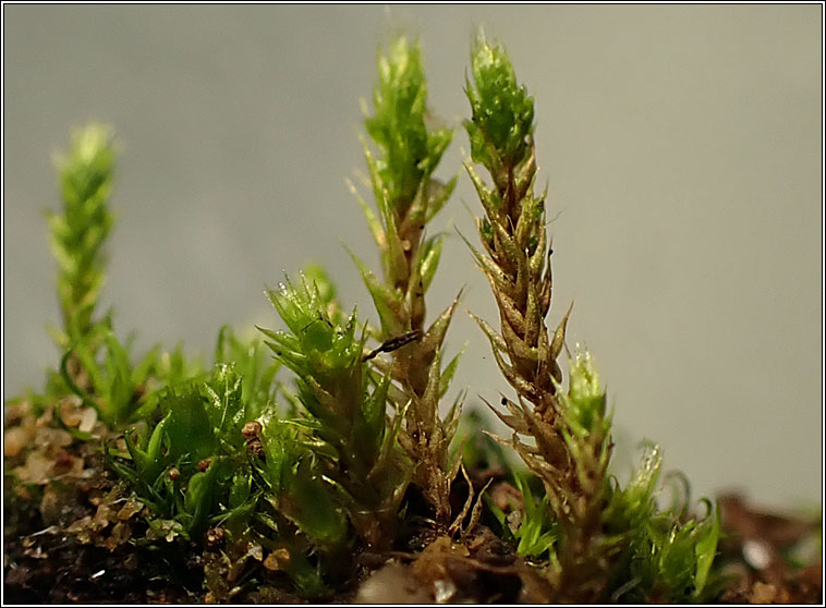 Bryum dunense