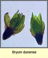 Bryum dunense