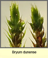 Bryum dunense